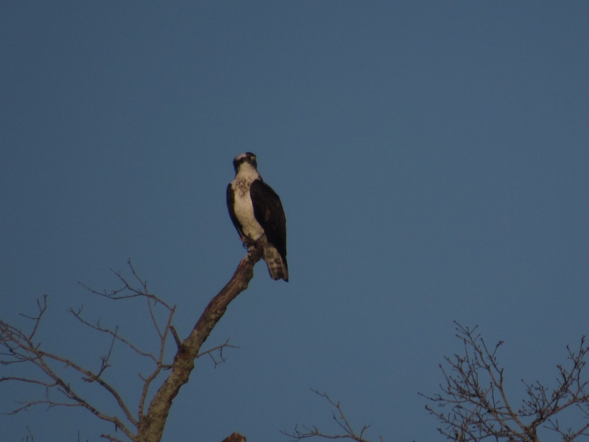 Águila Pescadora - ML616023902