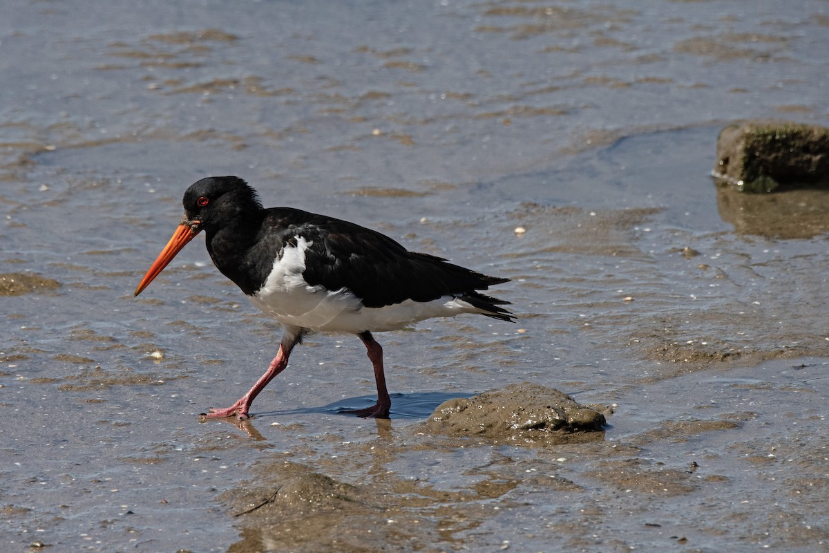 Pied Oystercatcher - ML616023976