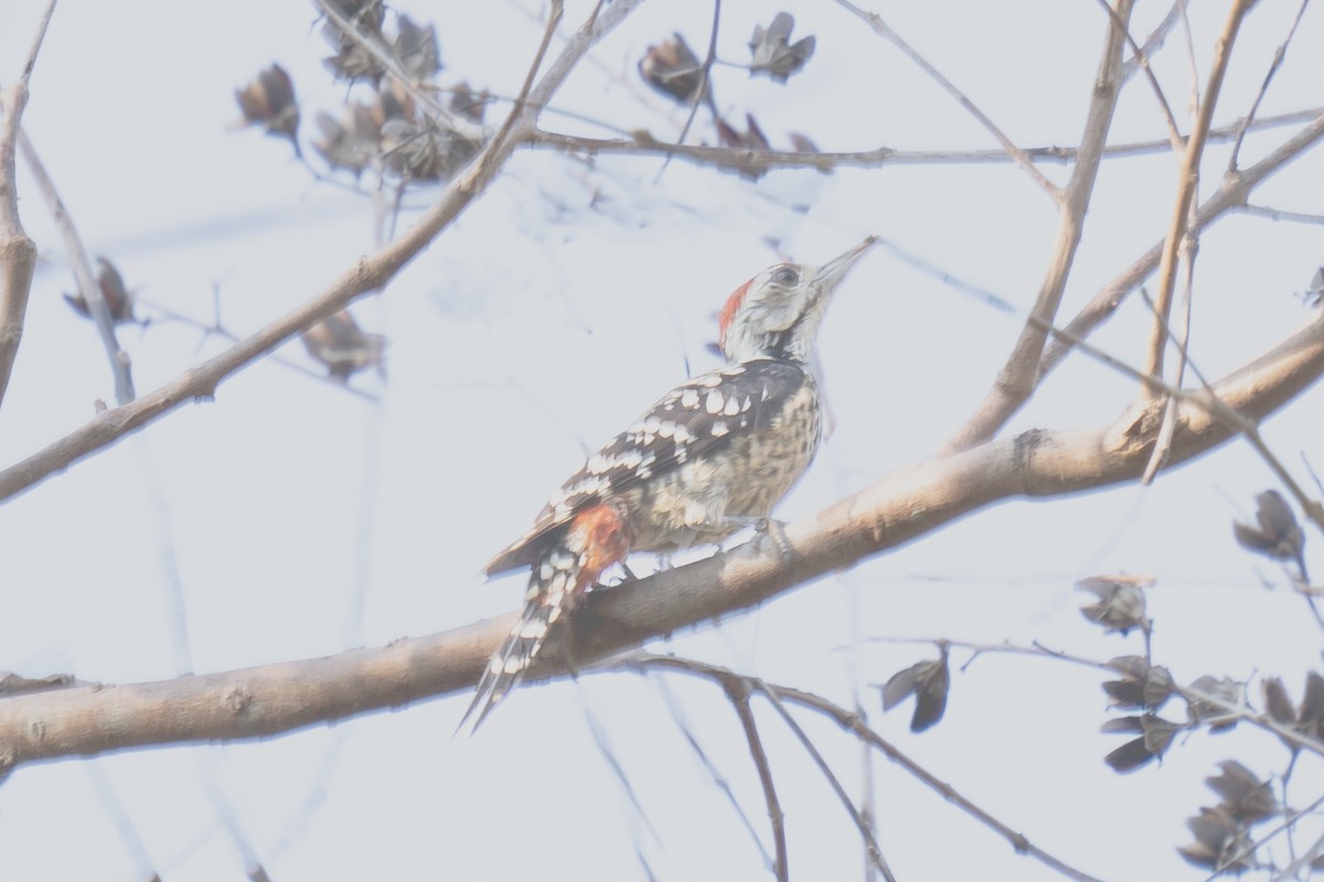Freckle-breasted Woodpecker - ML616024067