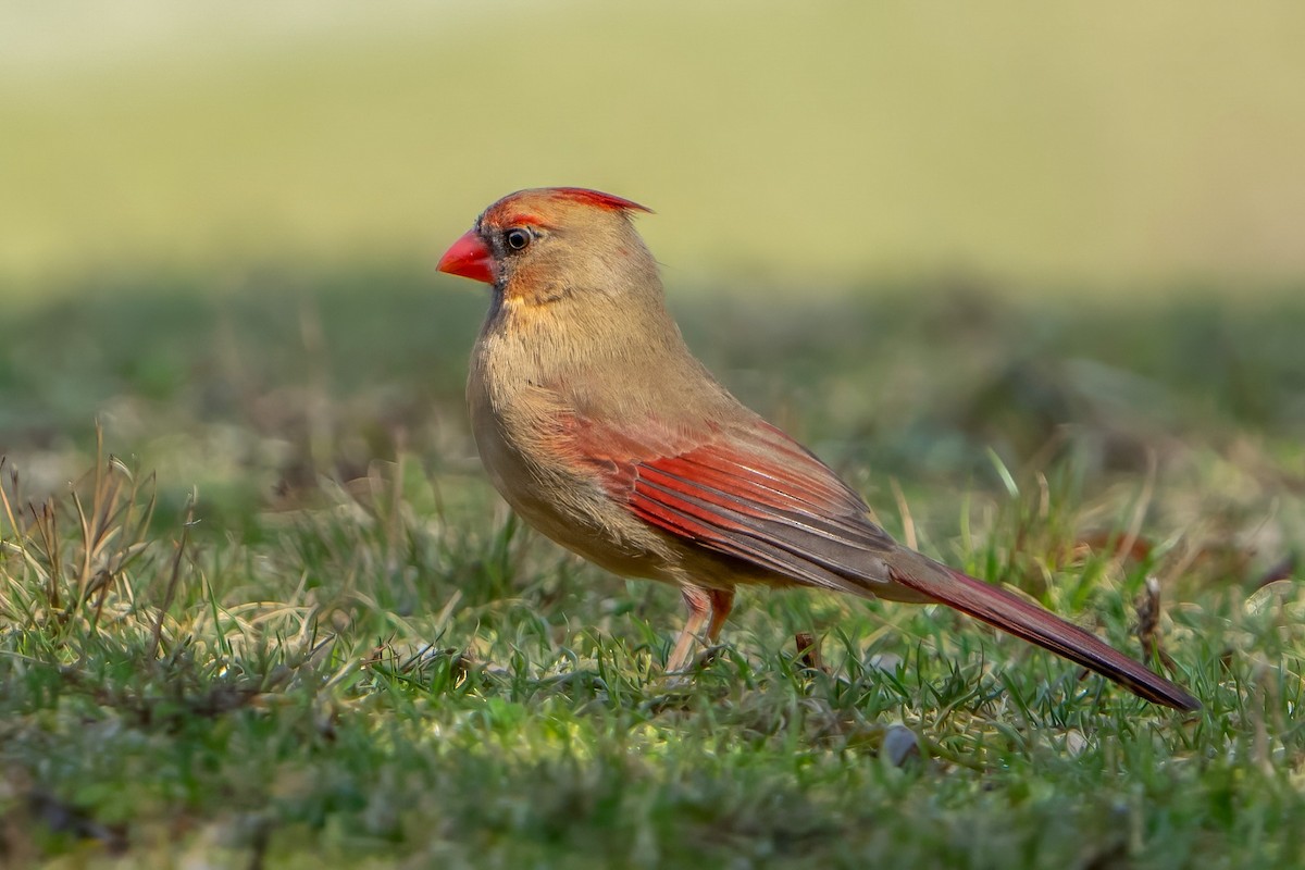 Cardinal rouge - ML616024075