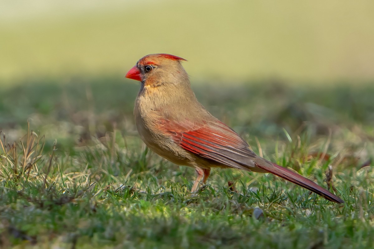 Northern Cardinal - ML616024075