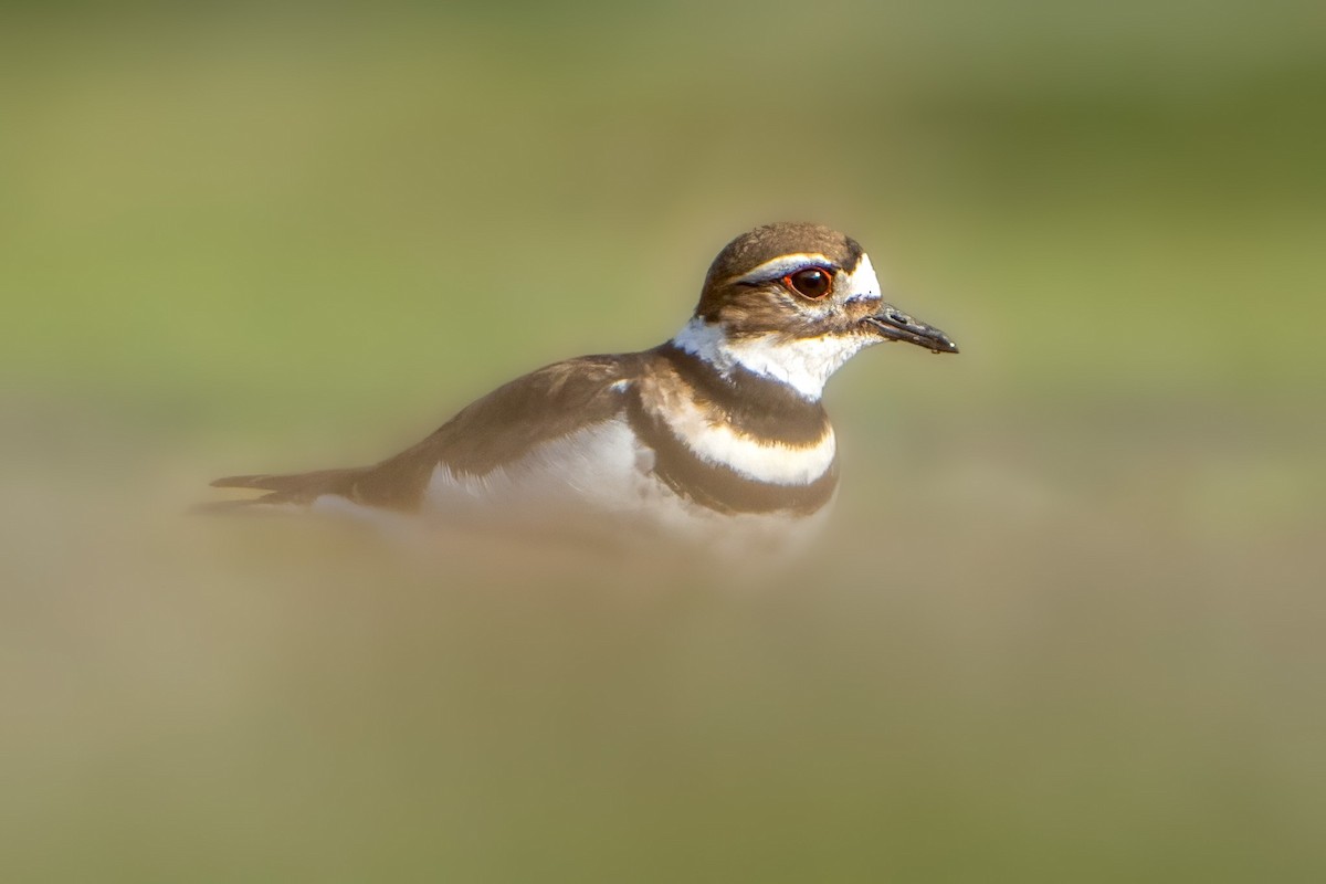 Killdeer - ML616024087