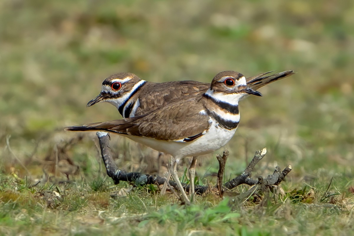 Killdeer - ML616024088