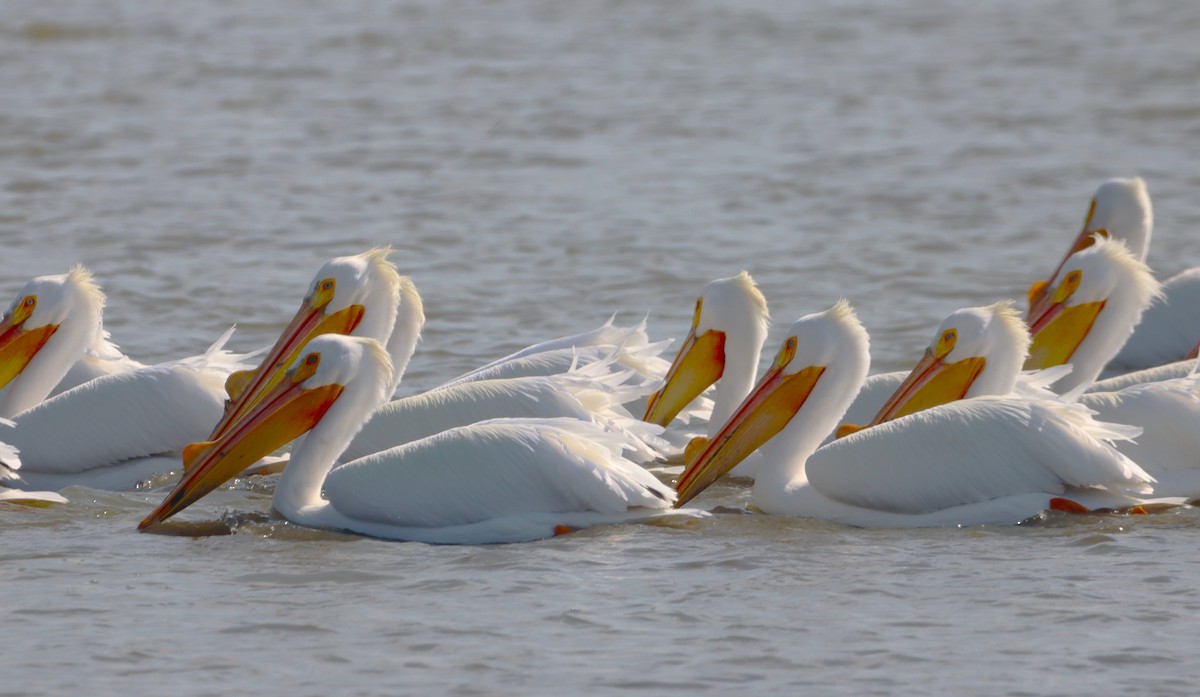 American White Pelican - ML616024111