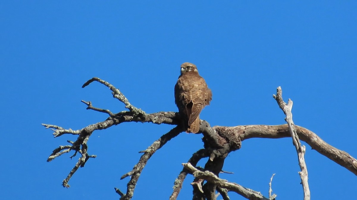 Brown Falcon - ML616024123