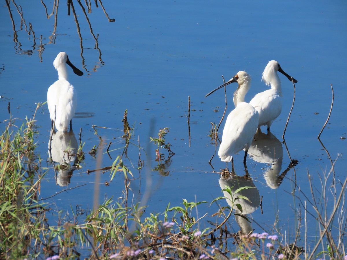 Royal Spoonbill - ML616024125