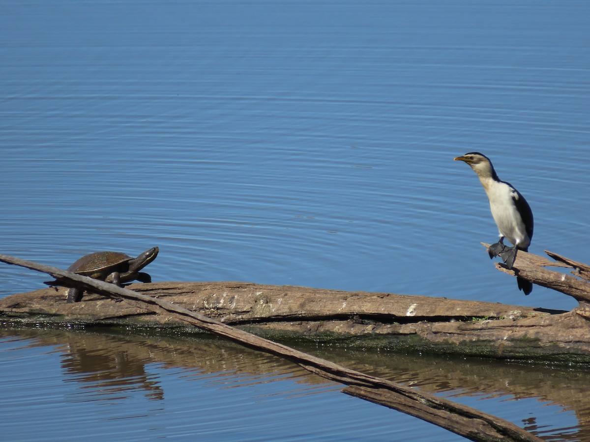 Little Pied Cormorant - ML616024131