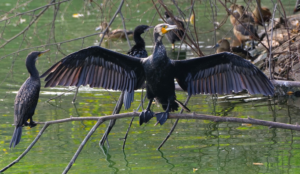 Cormorán Grande - ML616024134