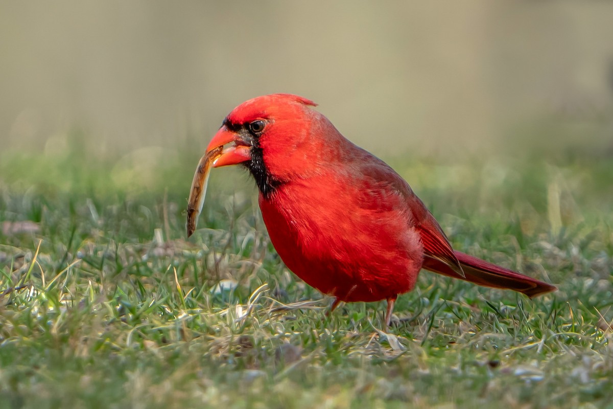 Cardinal rouge - ML616024139