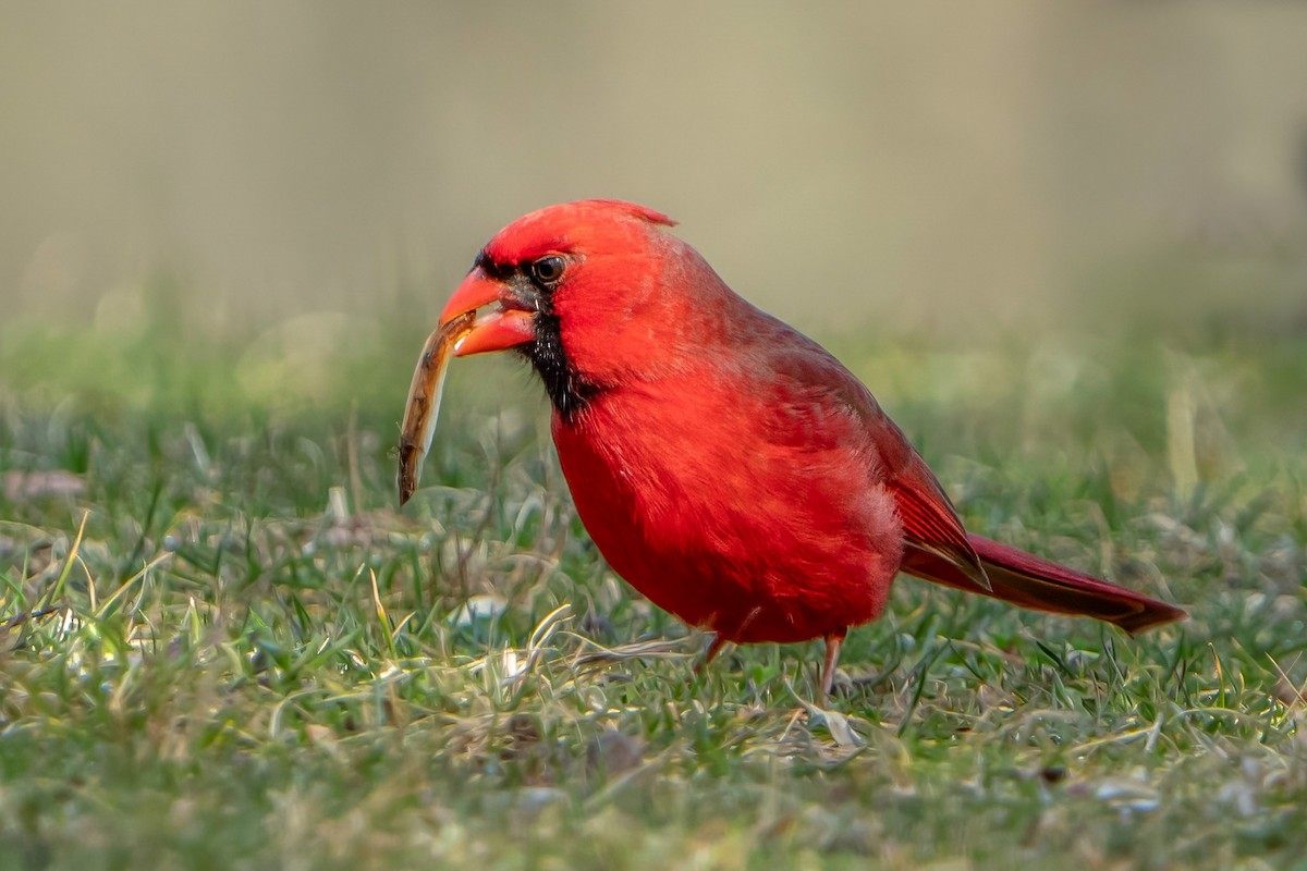 Northern Cardinal - ML616024139