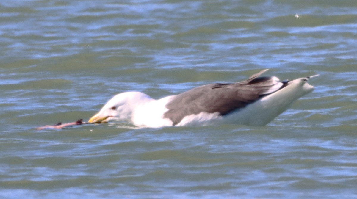 Great Black-backed Gull - ML616024203