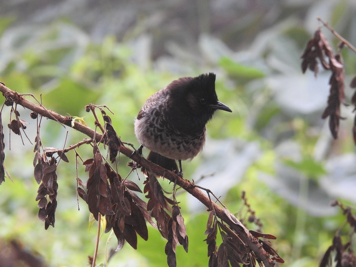 Bulbul à ventre rouge - ML616024249