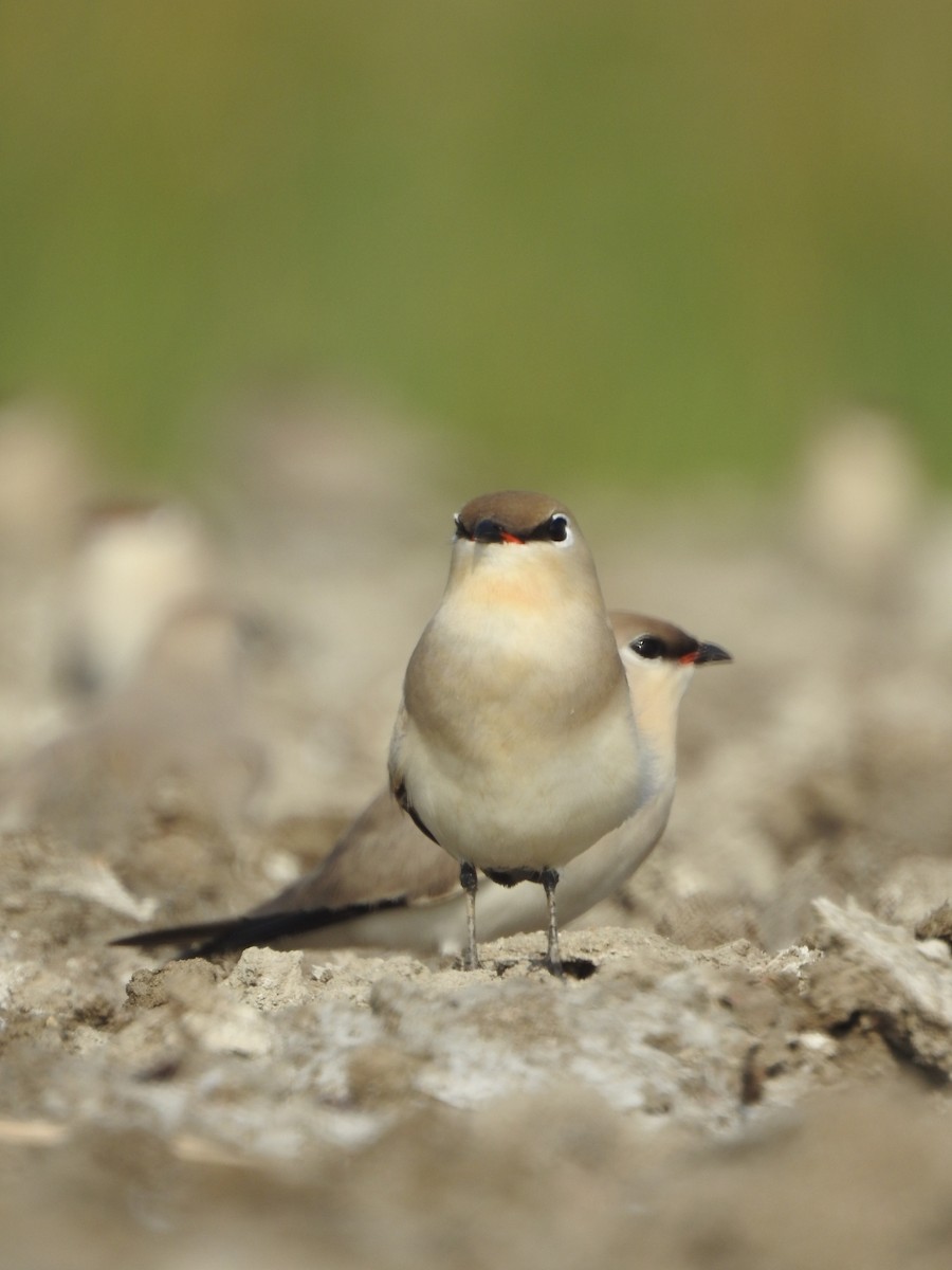 Small Pratincole - ML616024308