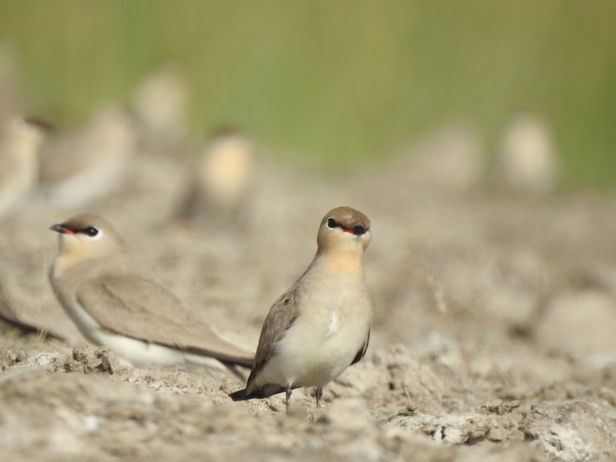 Small Pratincole - ML616024309