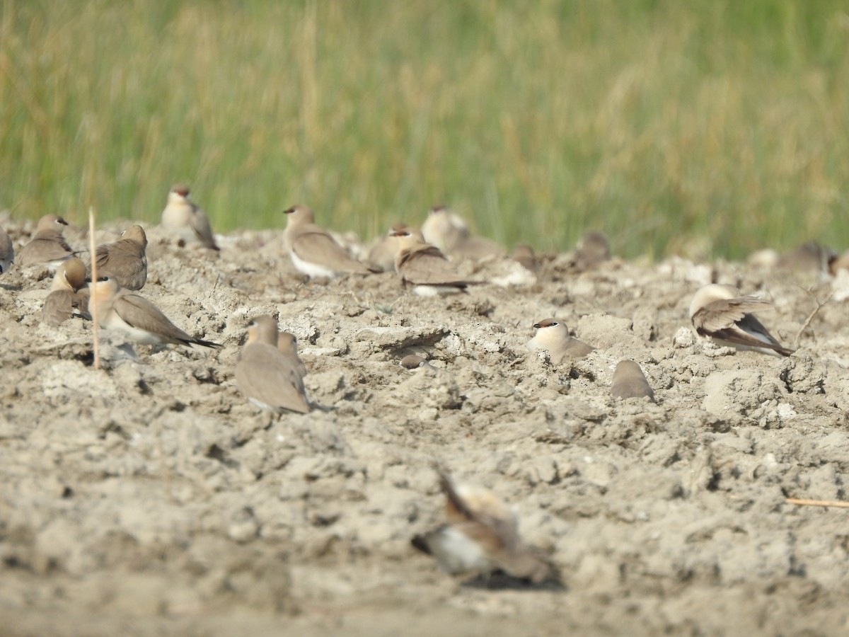 Small Pratincole - ML616024313