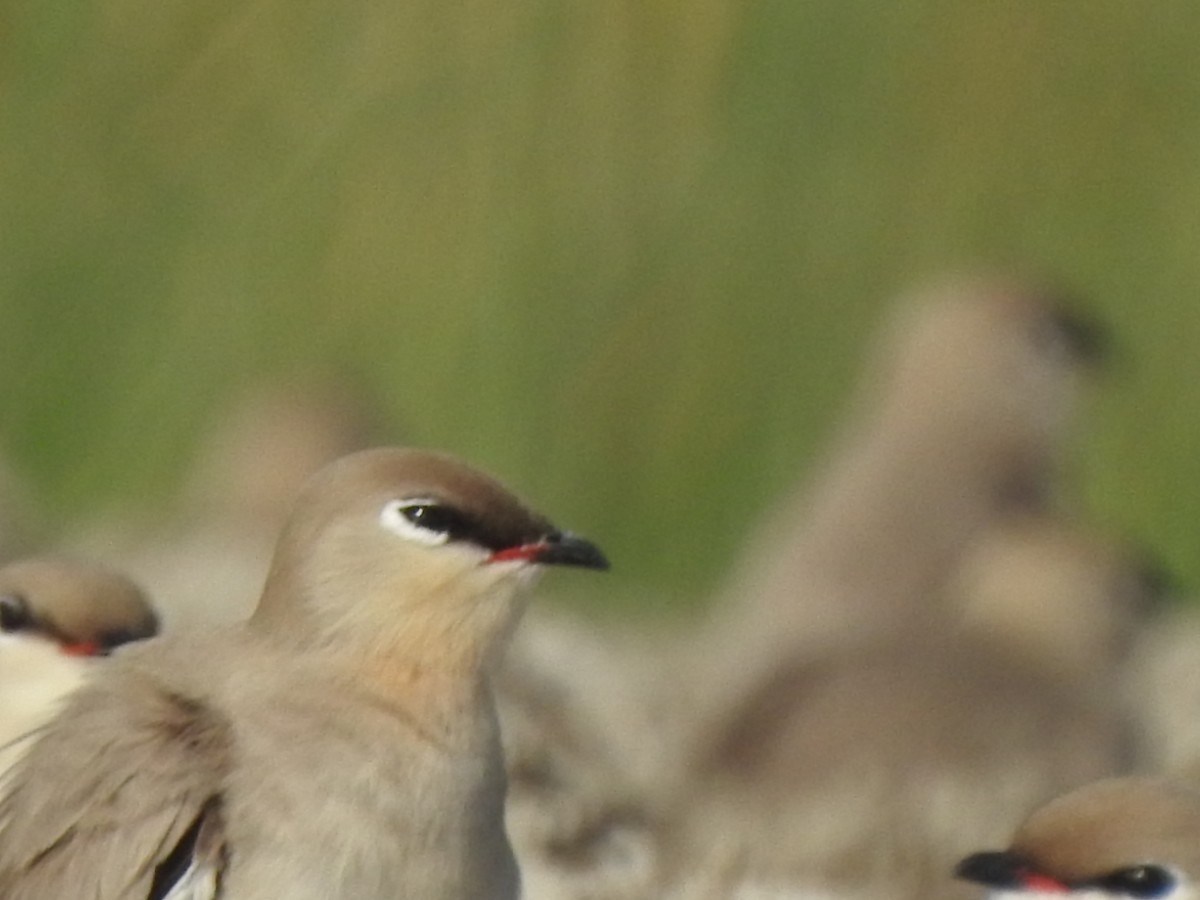 Small Pratincole - ML616024314