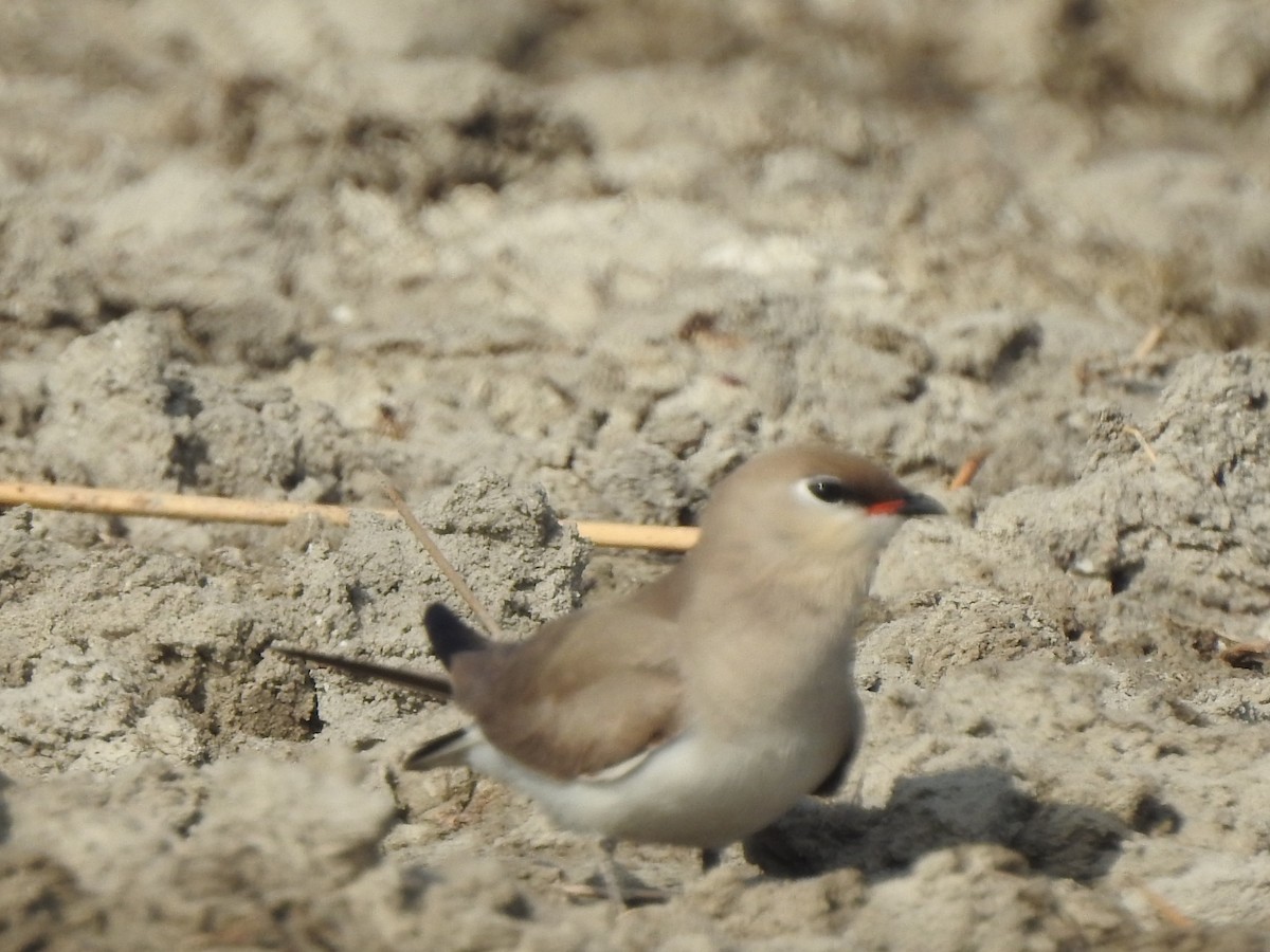 Small Pratincole - ML616024315