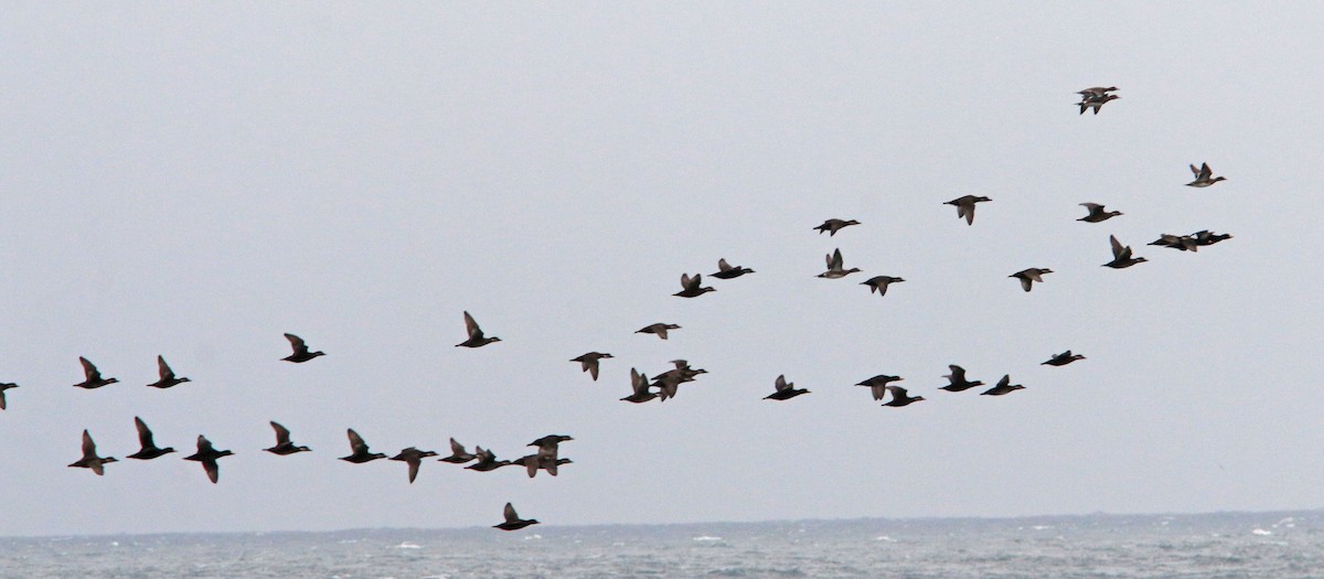 Black Scoter - Beth Poole