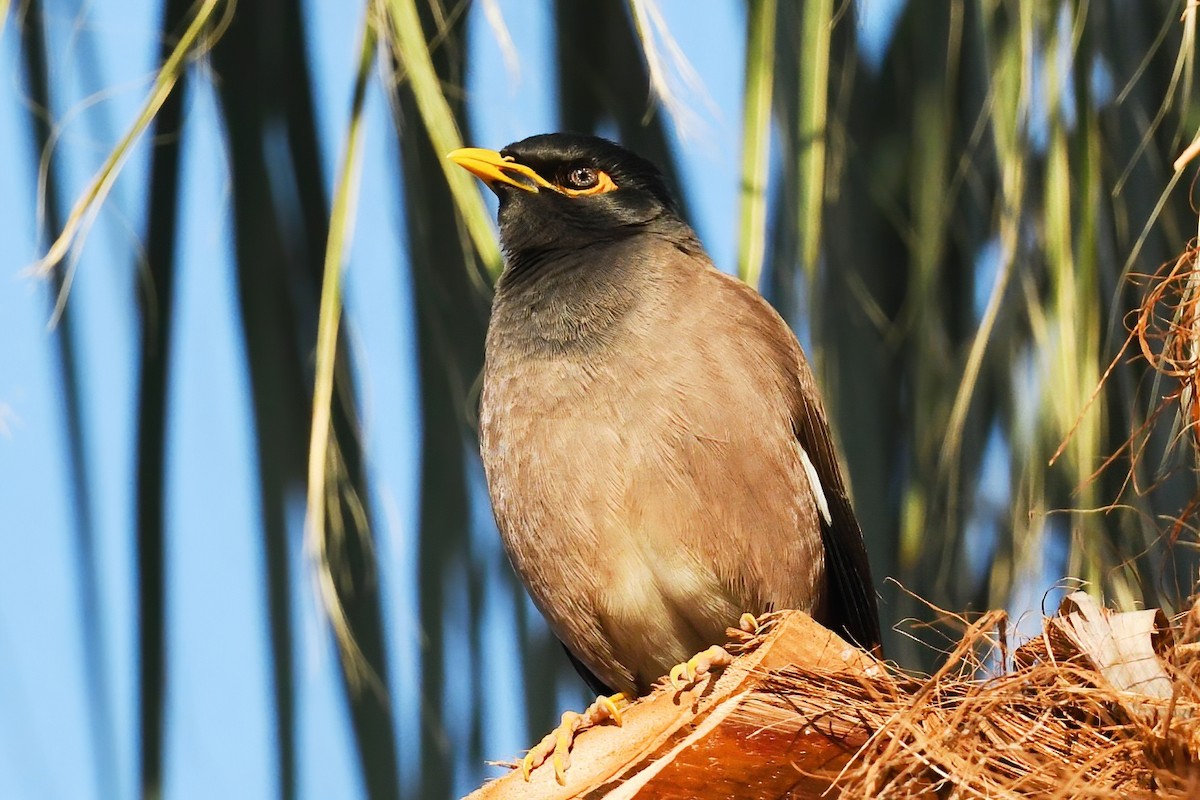 Common Myna - Ergün Cengiz