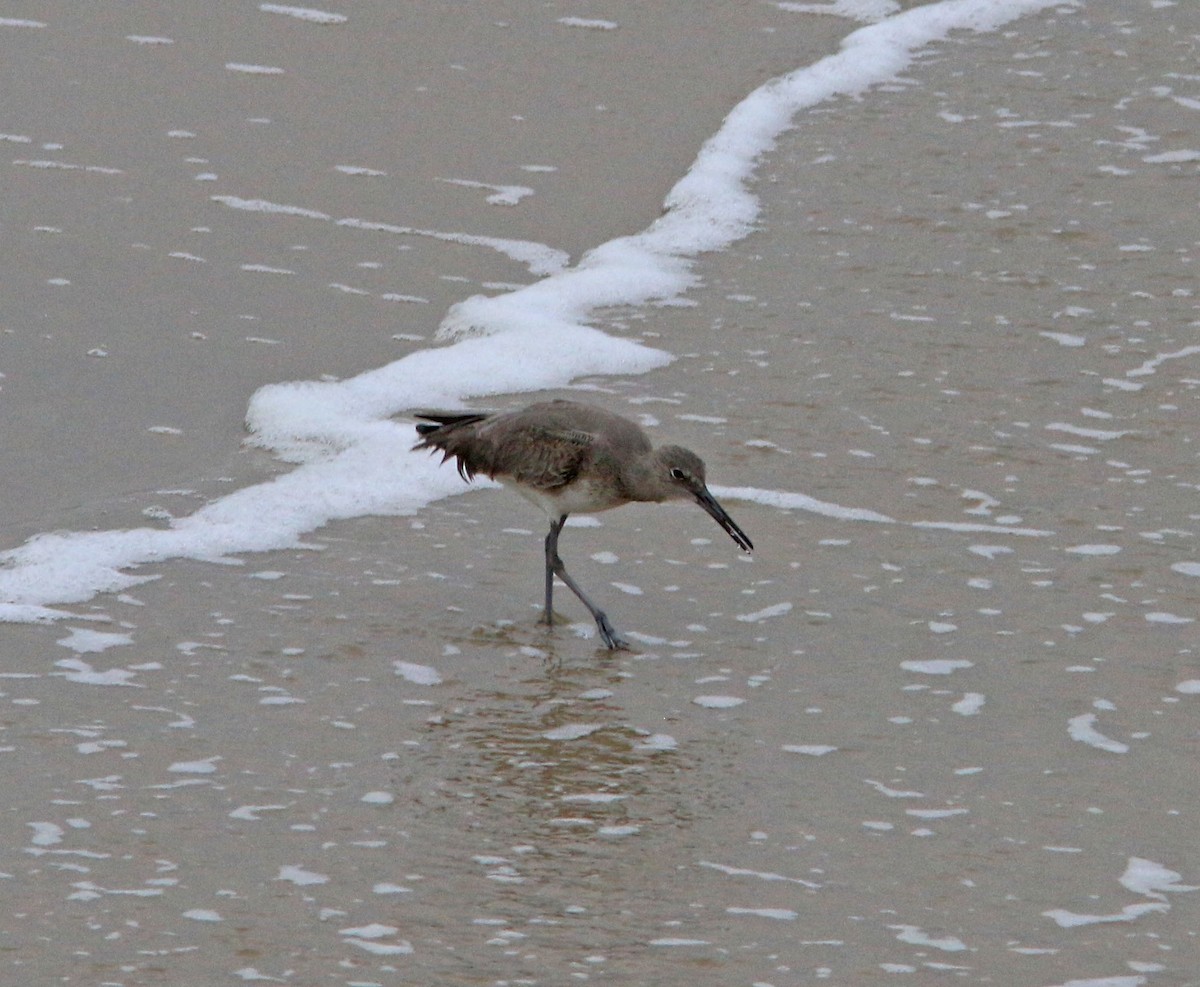 Willet - ML616024377