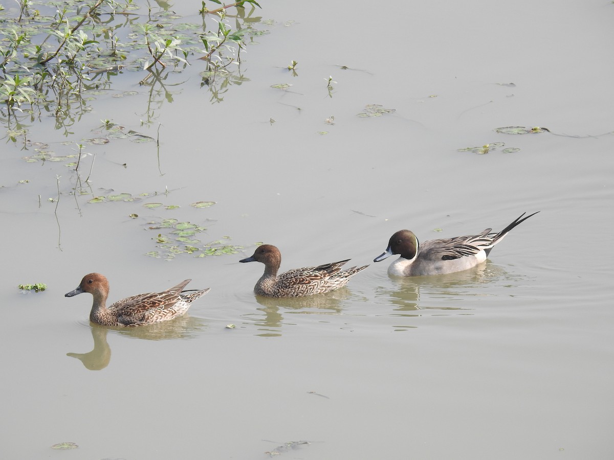 Northern Pintail - B.R. Ansil