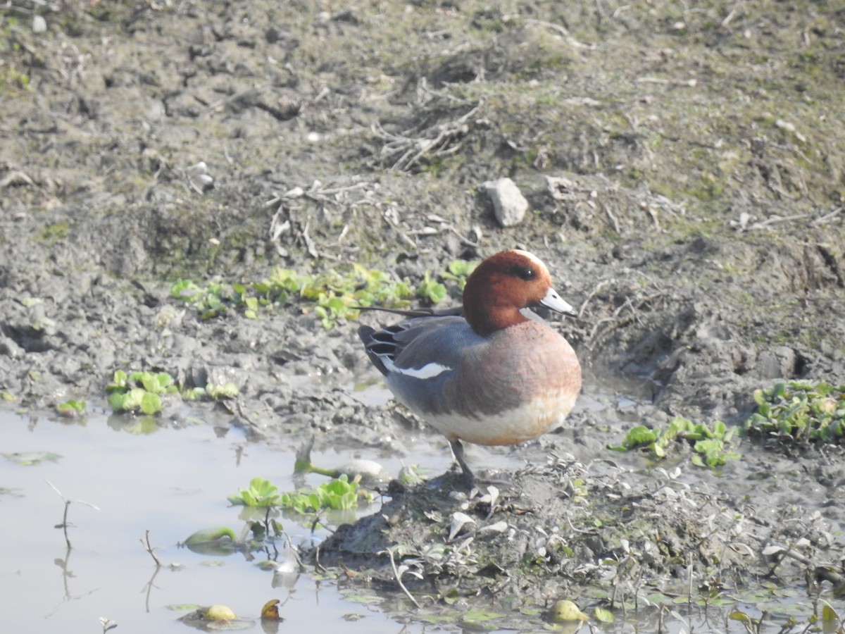 Eurasian Wigeon - B.R. Ansil