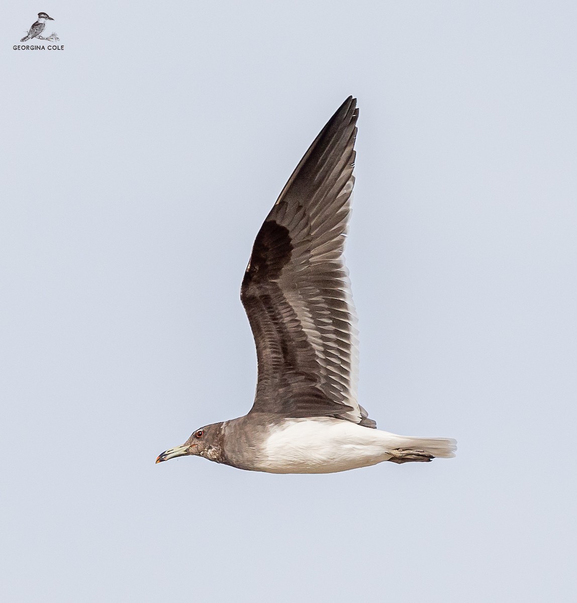 Gaviota Cejiblanca - ML616024406