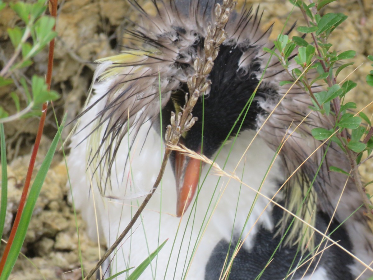 Moseley's Rockhopper Penguin - ML616024413