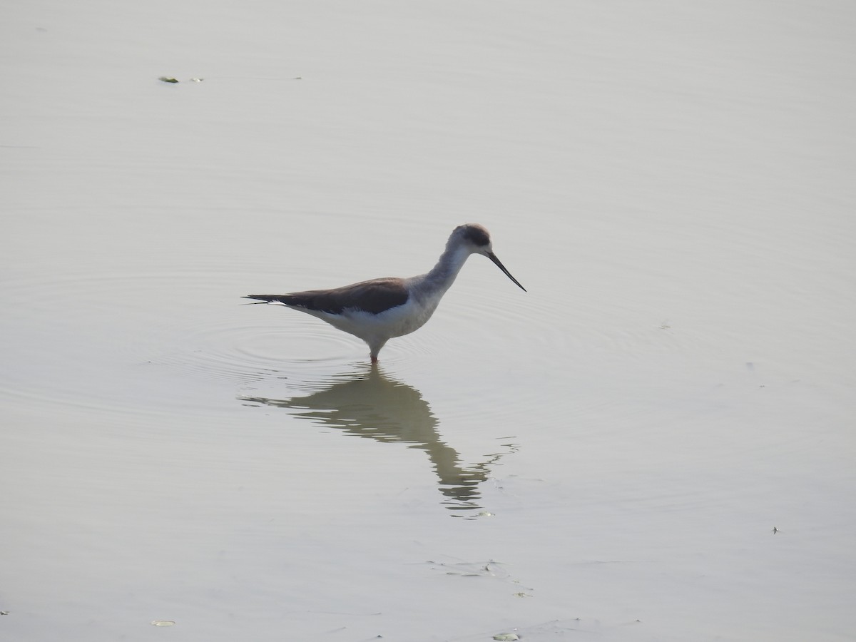 Black-winged Stilt - B.R. Ansil