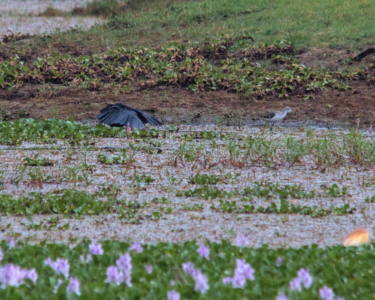 Black Heron - ML616024430