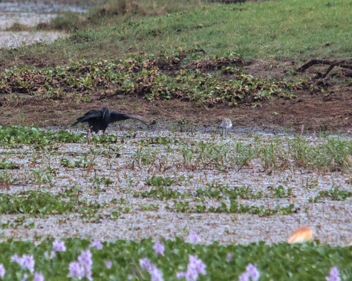 Black Heron - ML616024431