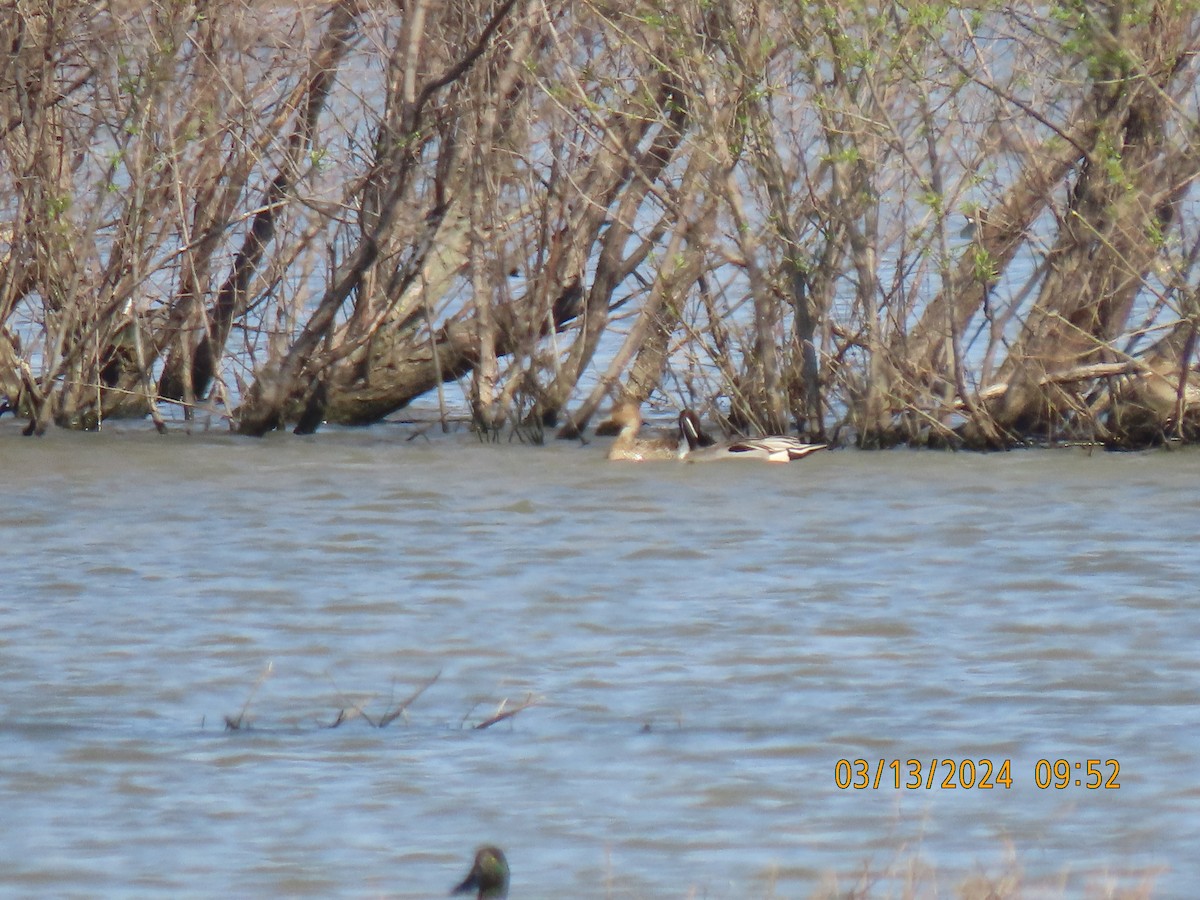 Northern Pintail - ML616024432