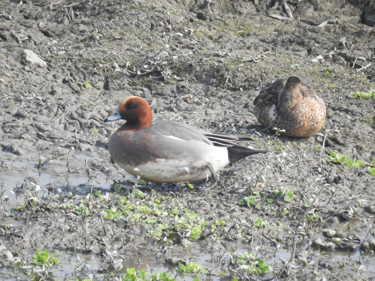 Eurasian Wigeon - ML616024442