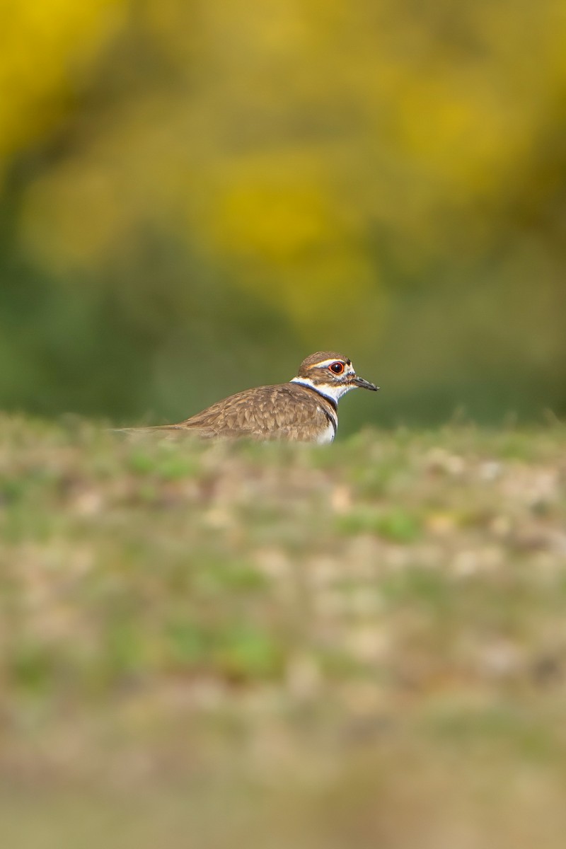 Killdeer - ML616024461