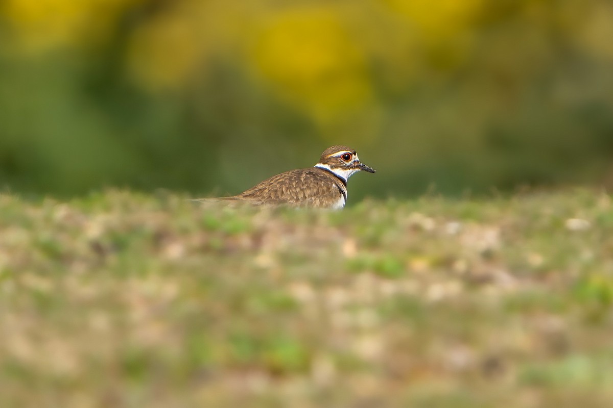 Killdeer - ML616024462