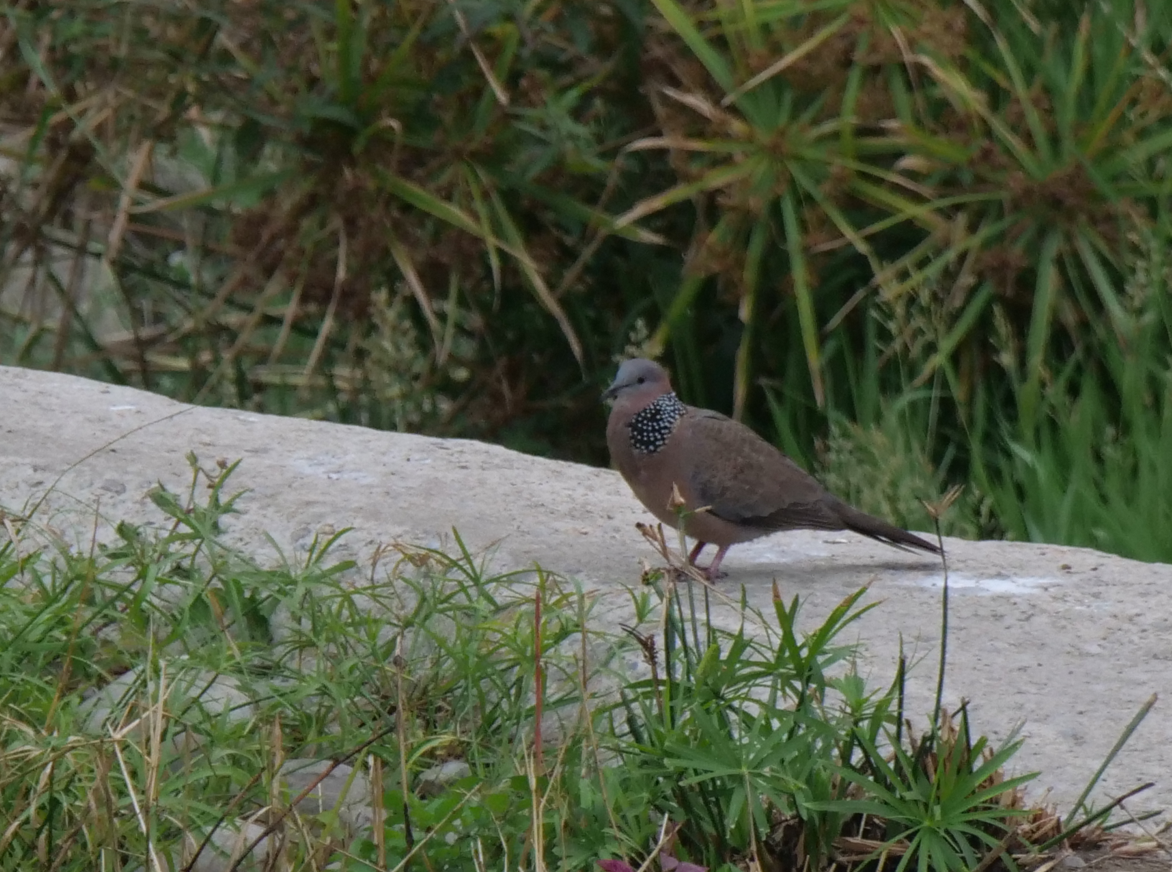 Spotted Dove - ML616024476