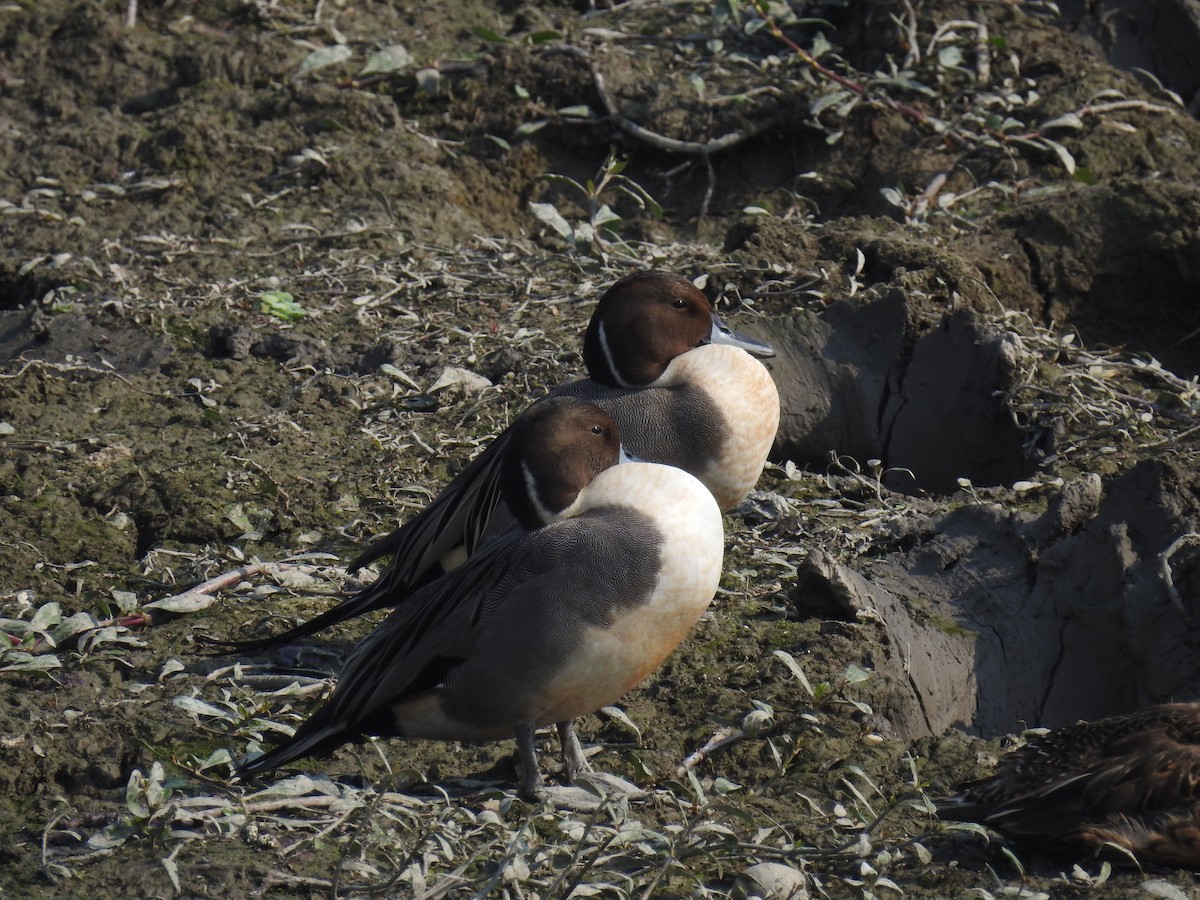 Northern Pintail - ML616024526