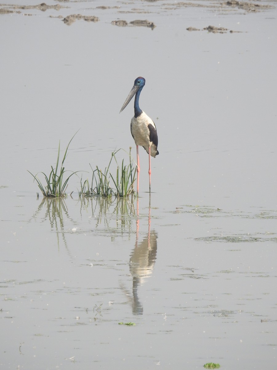 Black-necked Stork - B.R. Ansil