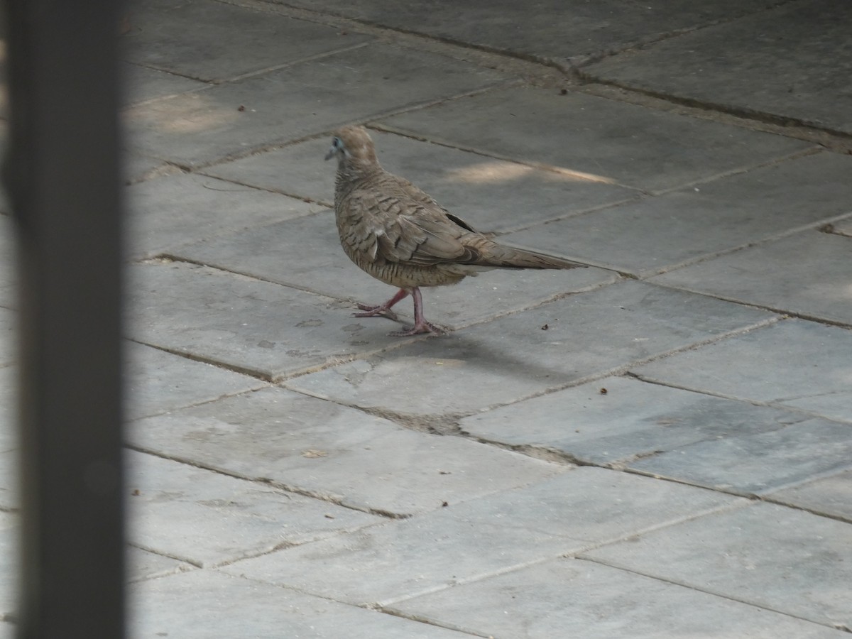 Zebra Dove - ML616024585