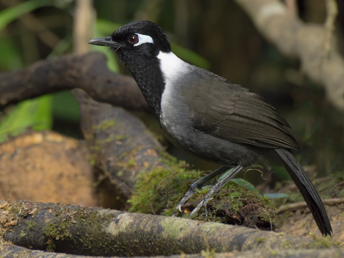 Black-hooded Laughingthrush - ML616024691