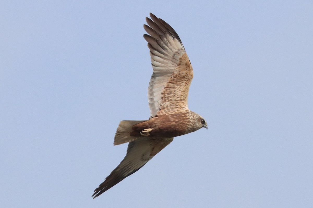 Western Marsh Harrier - ML616024723