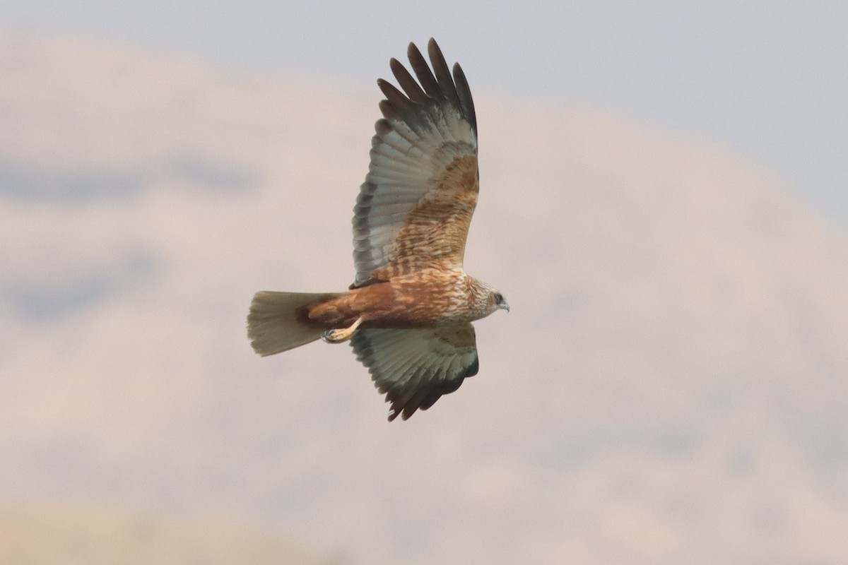 Western Marsh Harrier - ML616024738