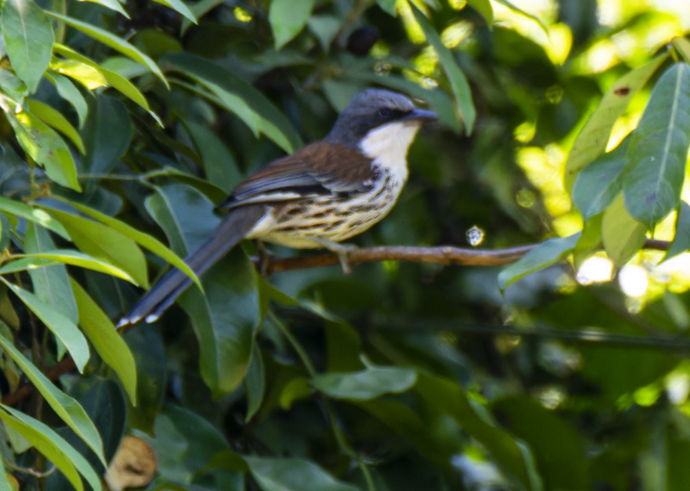 Gray-crowned Crocias - ML616024746