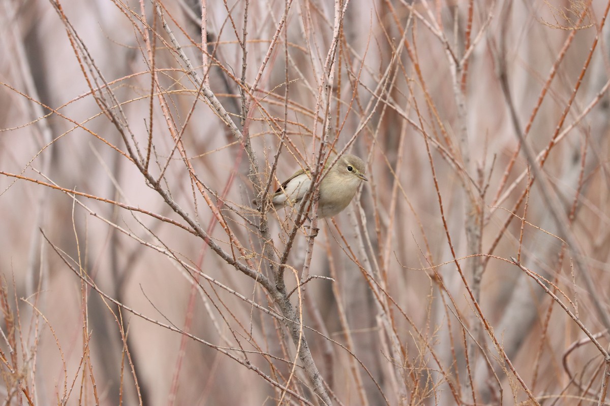 Common Chiffchaff - ML616024757