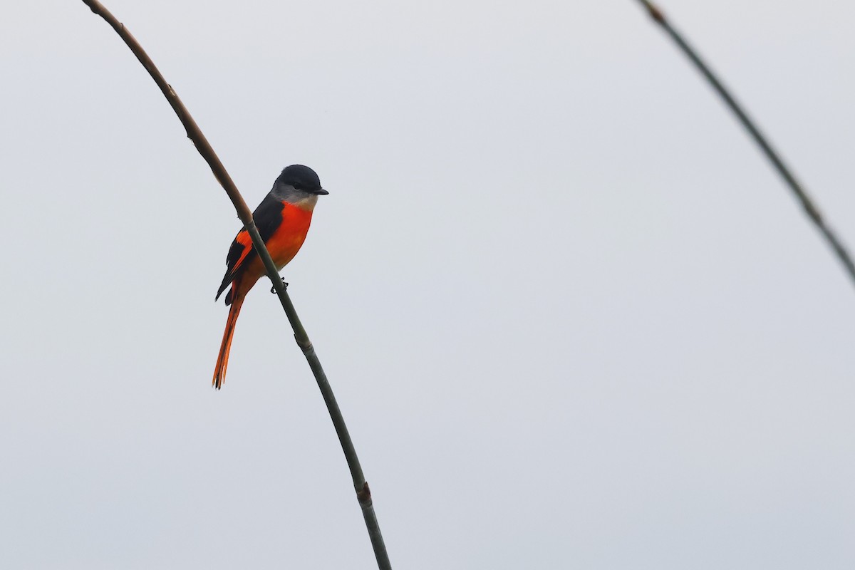 Gray-chinned Minivet (Gray-chinned) - HsuehHung Chang