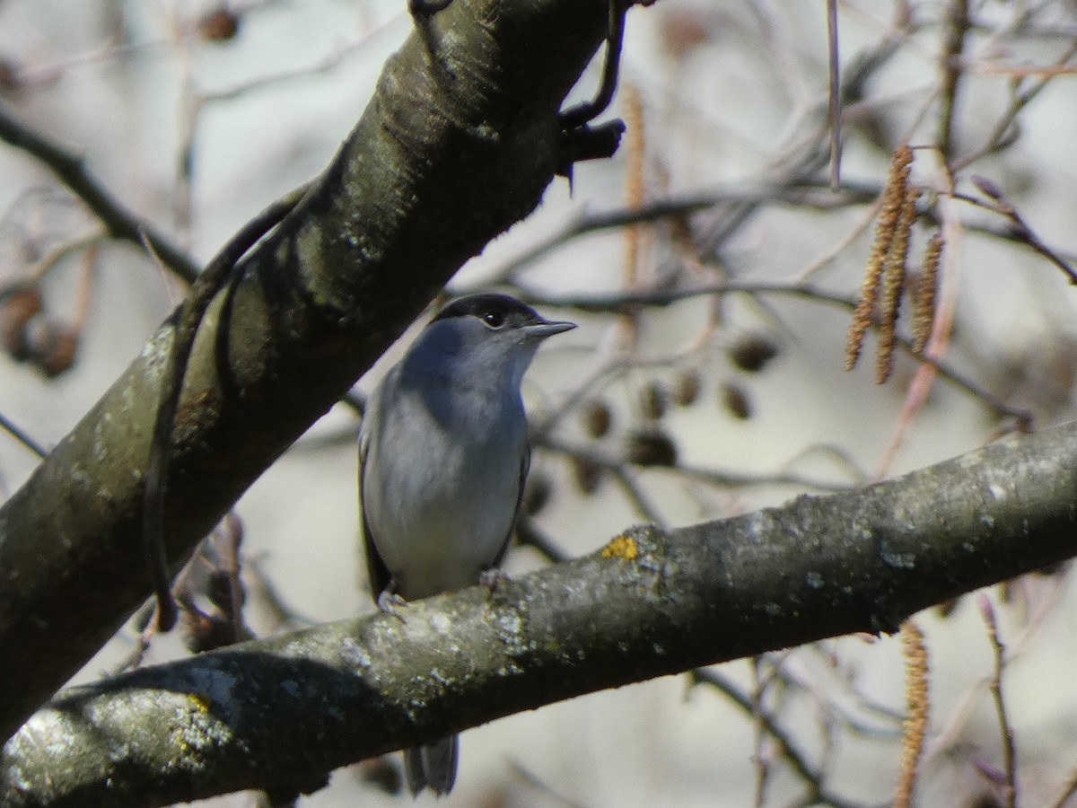 Eurasian Blackcap - Maryse Leroy