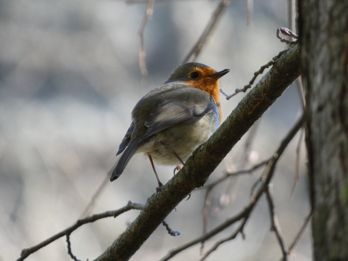 European Robin - ML616024848