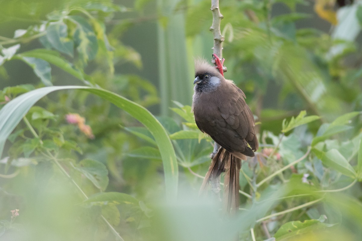 Speckled Mousebird - Andreas Boe