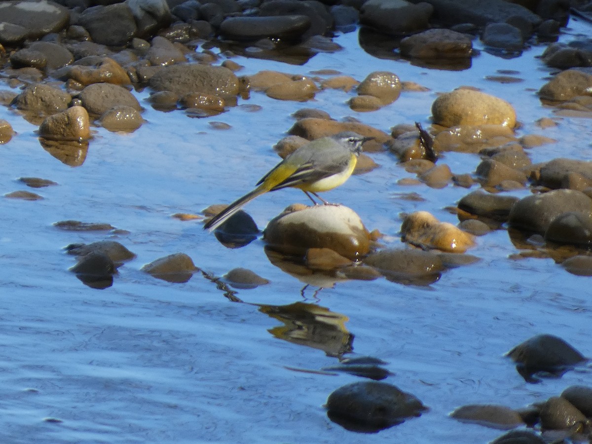 Gray Wagtail - ML616024948