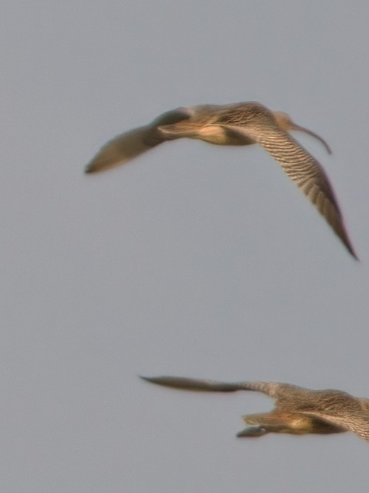 Far Eastern Curlew - Dan Brown